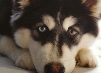 Qualicorp entra no mercado de planos de saúde para pets Qualicorp entra no mercado de planos de saúde para pets